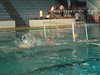 Campionato di nuoto e pallanuoto 13-06-09 377