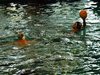 Campionato di nuoto e pallanuoto 13-06-09 197