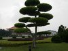 DSCN5168
